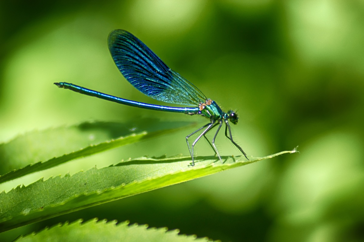 dragonfly genius facts
