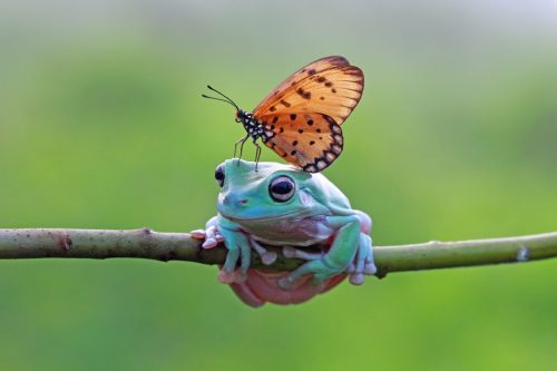 Frog with butterfly on head