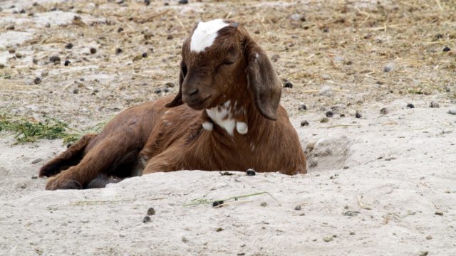 Goat lying down, illustrating why goats randomly faint
