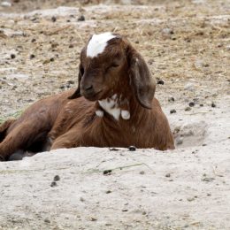 Goat lying down, illustrating why goats randomly faint