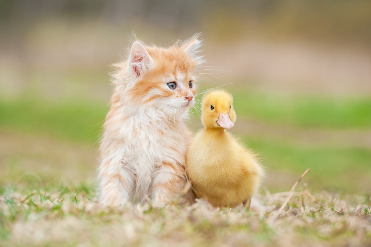 These 23 Unlikely Animal Friendships Will Melt Your Heart — Best Life