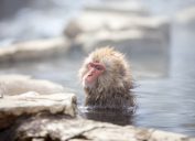 Japanese macaque bathing