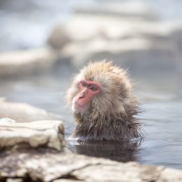 Japanese macaque bathing