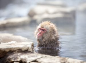 Japanese macaque bathing