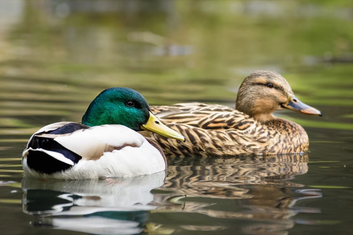 Mallard Ducks Swimming in a Pond {How Do Animals Stay Warm}