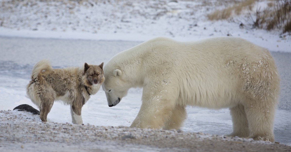 Polar bear and dog