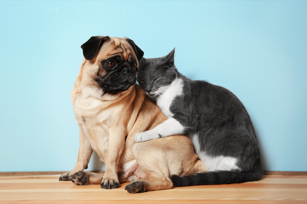 Pug and cat hugging