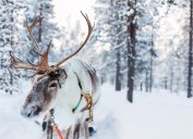 why santa has reindeer