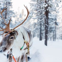 why santa has reindeer