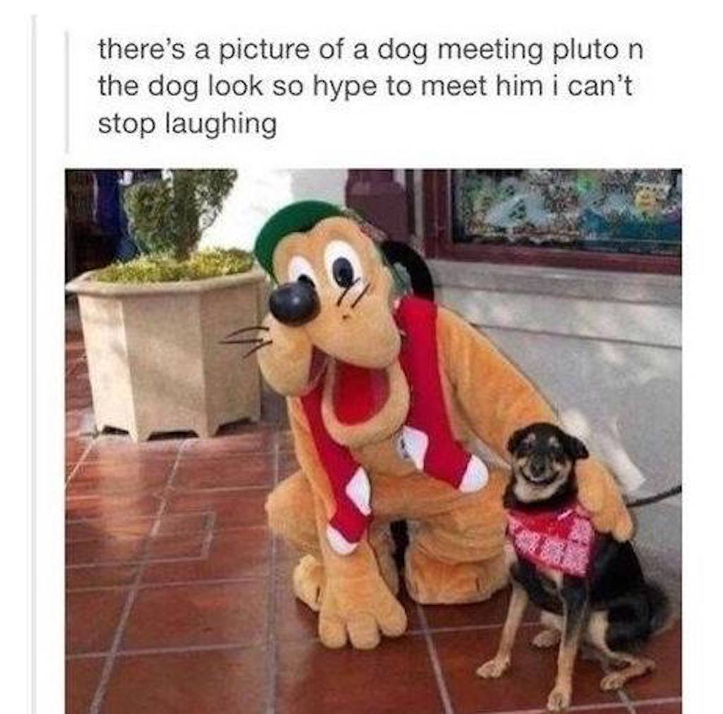 dog meets pluto