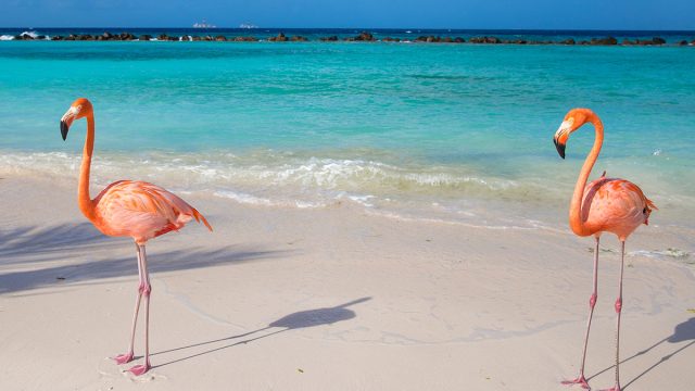 Flamingos on Flamingo beach, Renaissance Island, Oranjestad, Aruba, Lesser Antilles, Netherlands Antilles, Caribbean, Central America