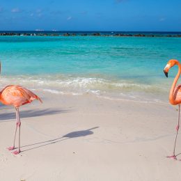 Flamingos on Flamingo beach, Renaissance Island, Oranjestad, Aruba, Lesser Antilles, Netherlands Antilles, Caribbean, Central America