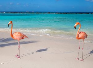 Flamingos on Flamingo beach, Renaissance Island, Oranjestad, Aruba, Lesser Antilles, Netherlands Antilles, Caribbean, Central America