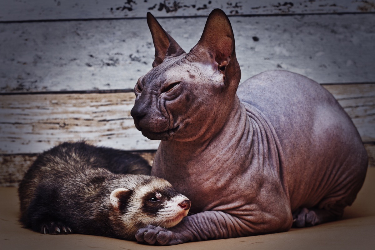 Sphynx cat and a ferret