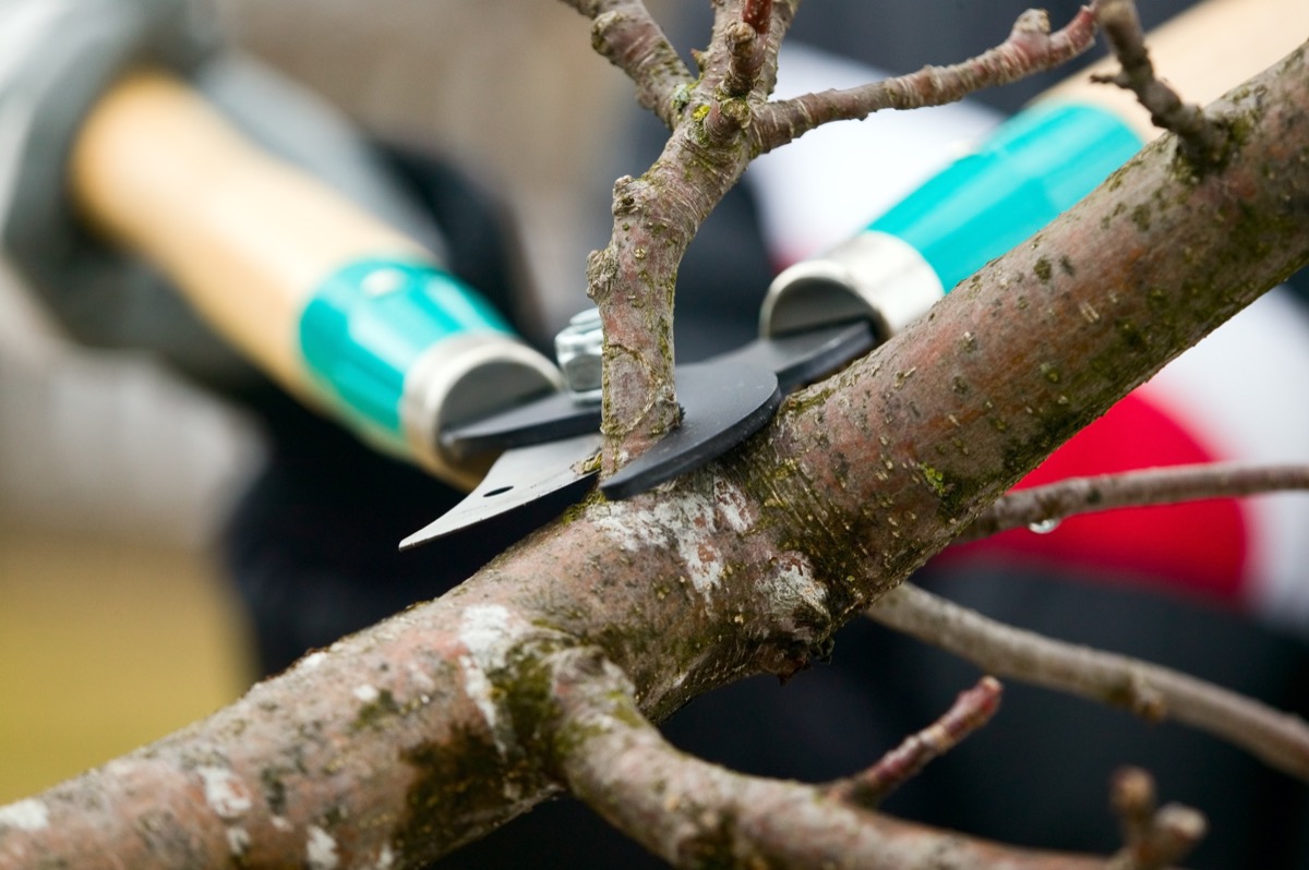 trimming a tree branch with wood-handled branch trimmers