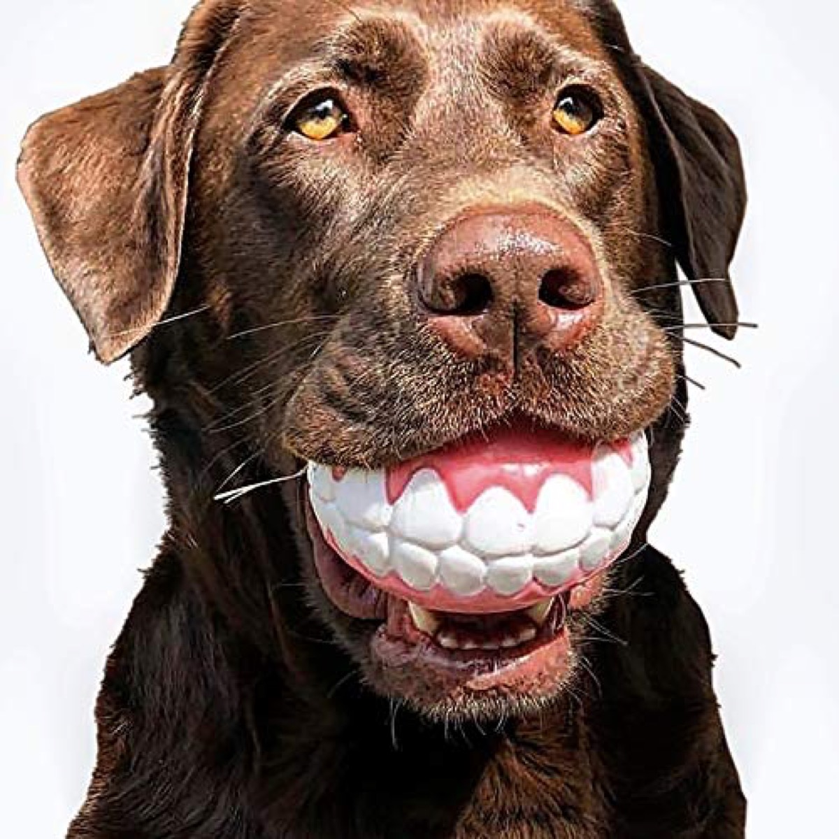 dog teeth toy