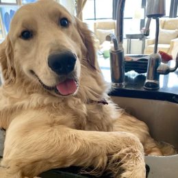 franklin the golden retriever