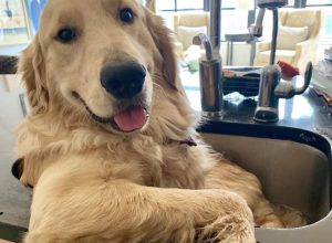 franklin the golden retriever