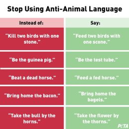 PETA releases list of animal-friendly idioms