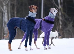 hortaya borzaya dogs