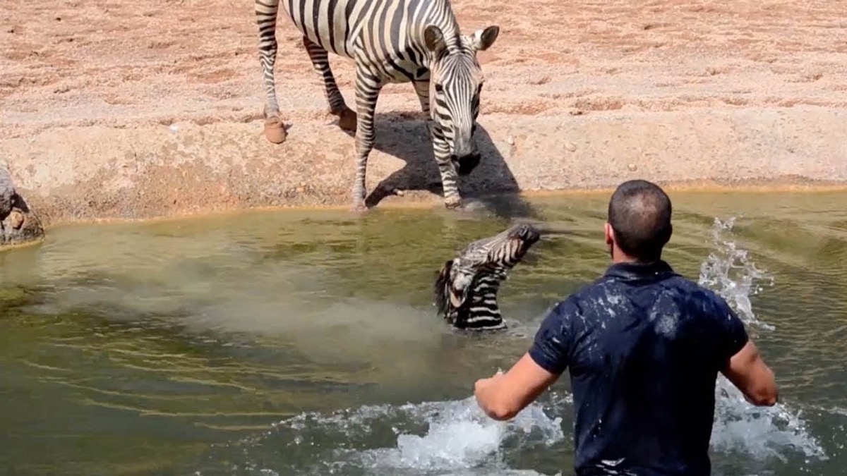 Baby zebra saved from drowning Animal Stories 2018