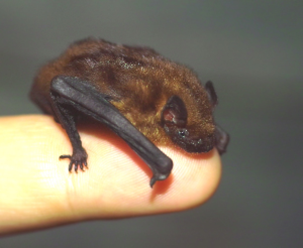 Bamboo bat cutest animals discovered in 2018