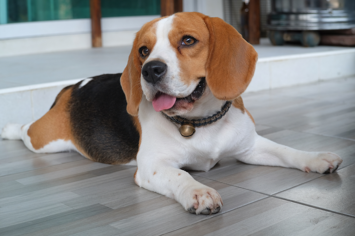 Beagle Dog Animal Stories 2018 - dog puns