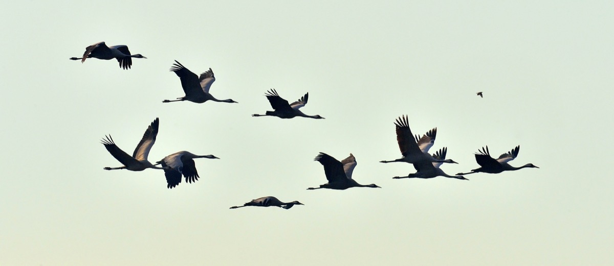 Birds flying in formation