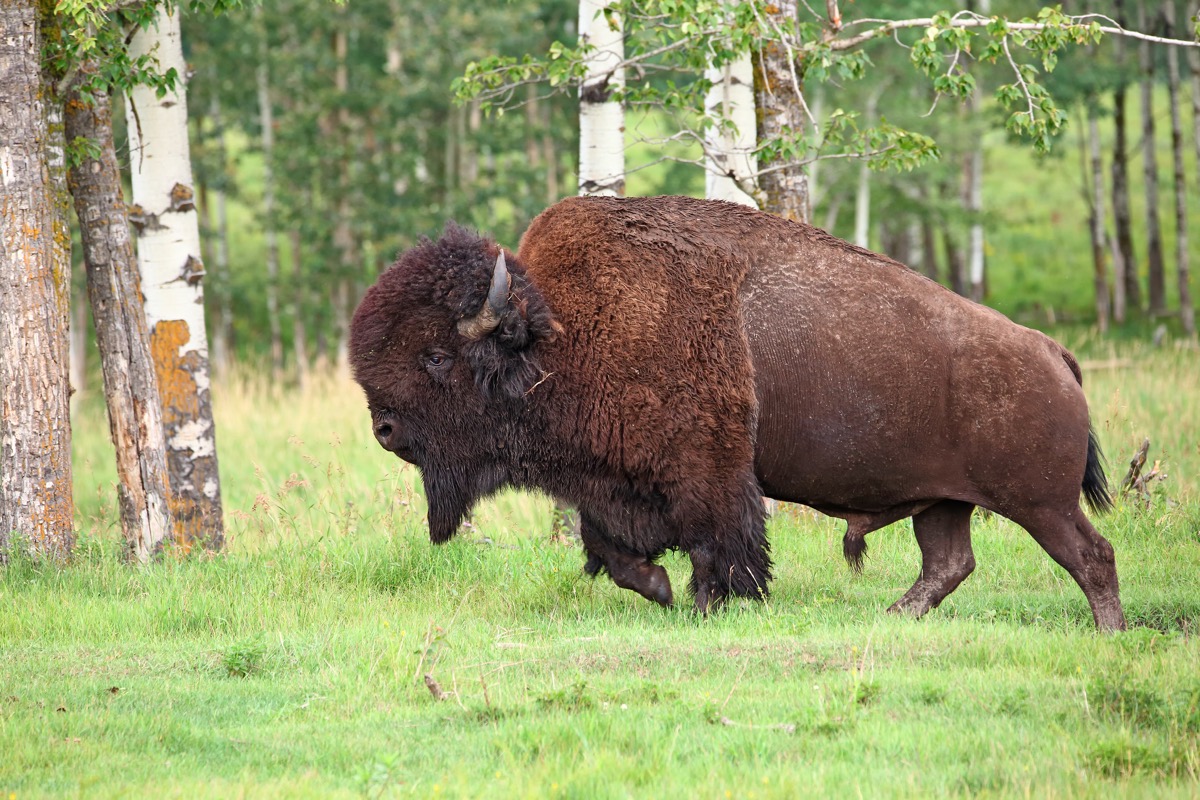 Bison in Canada