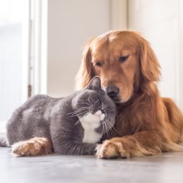 cat and dog snuggling