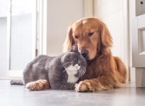 cat and dog snuggling