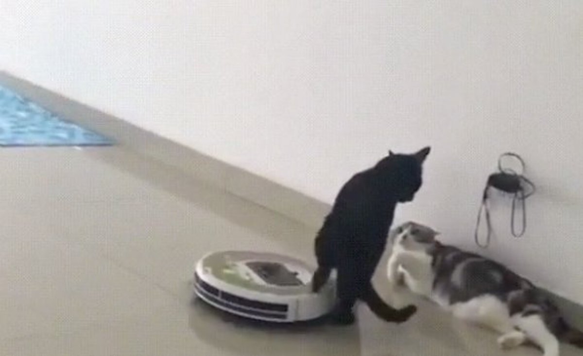 Cat Kicks Roomba Animal Stories 2018