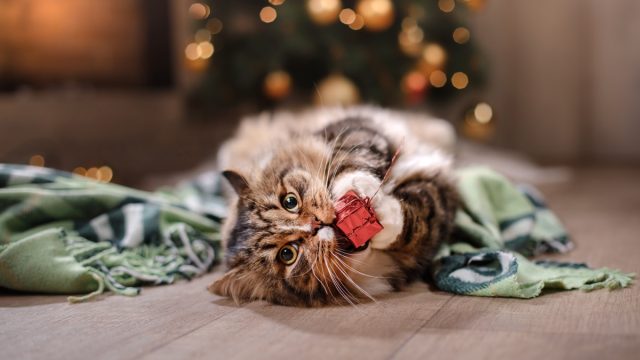 tabby cat playing with a wrapped holiday present