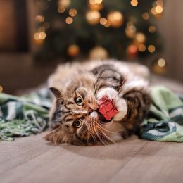 tabby cat playing with a wrapped holiday present