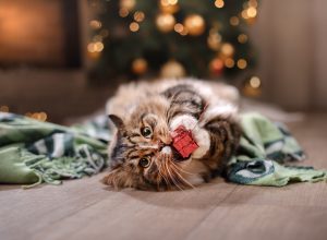 tabby cat playing with a wrapped holiday present