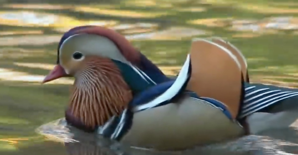 central park duck - unanswered quetsions
