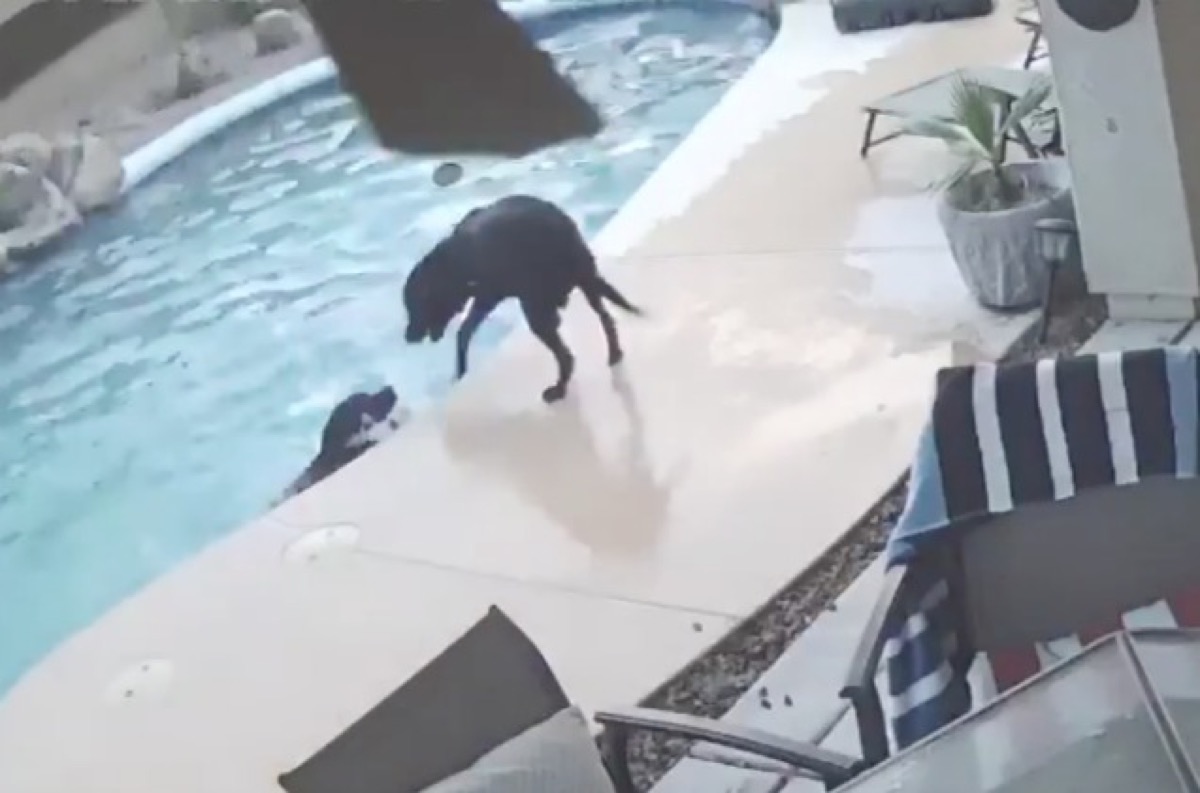 Dog saves another from drowning Animal Stories 2018