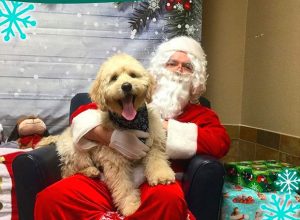 dogs meeting santa