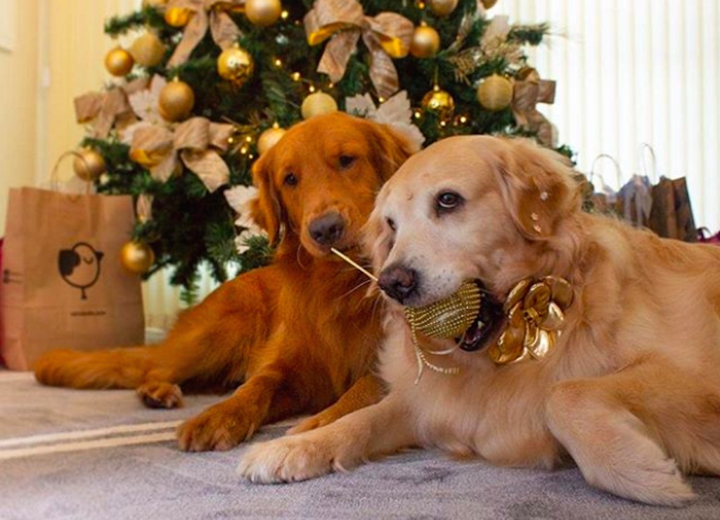 dogs who are excited for the holidays