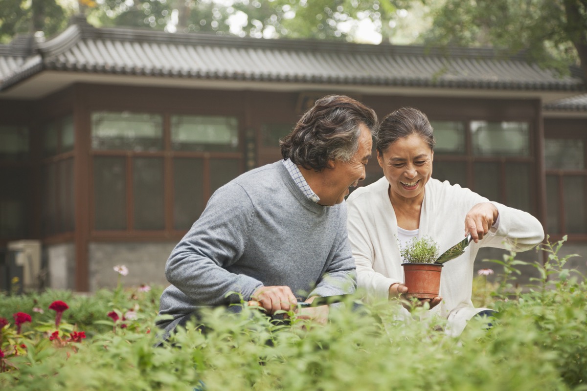 older asian couple potting a plant together