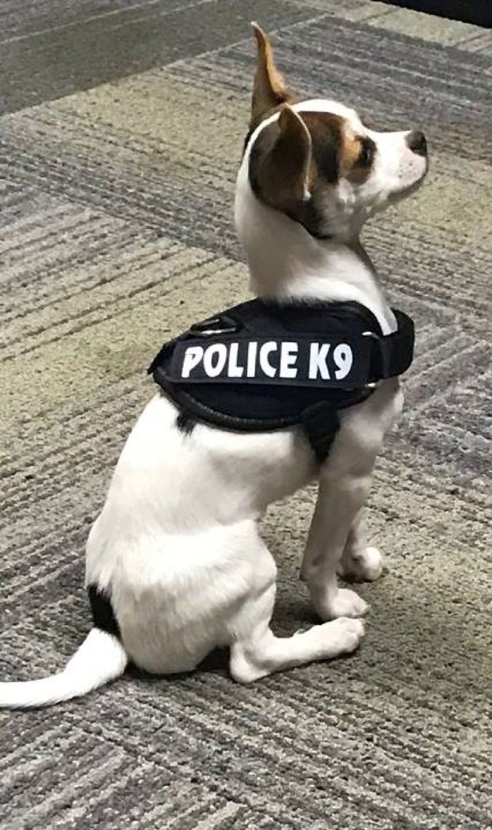Police Dog {Animal Stories}