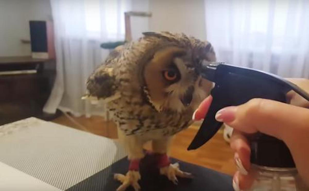 Owl Spray Bottle Bath Animal Stories 2018