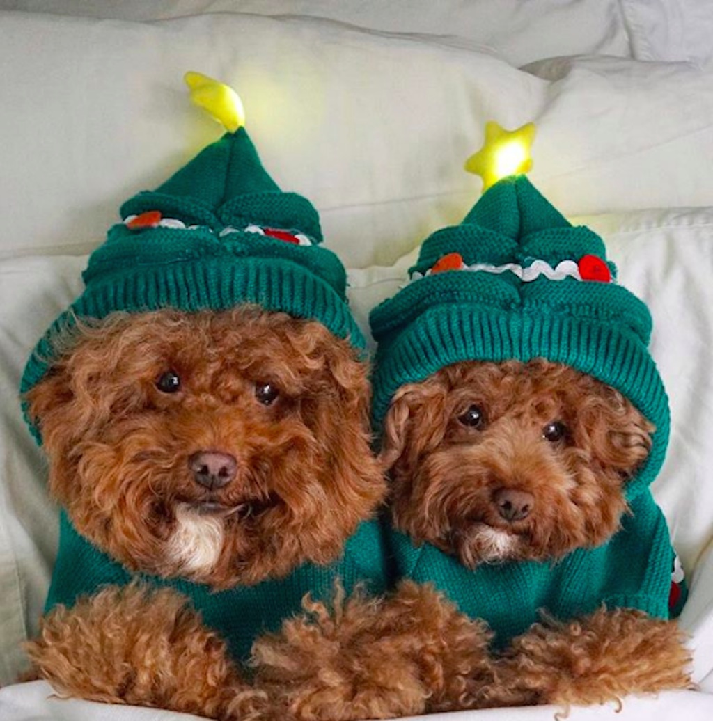 dogs excited about Christmas