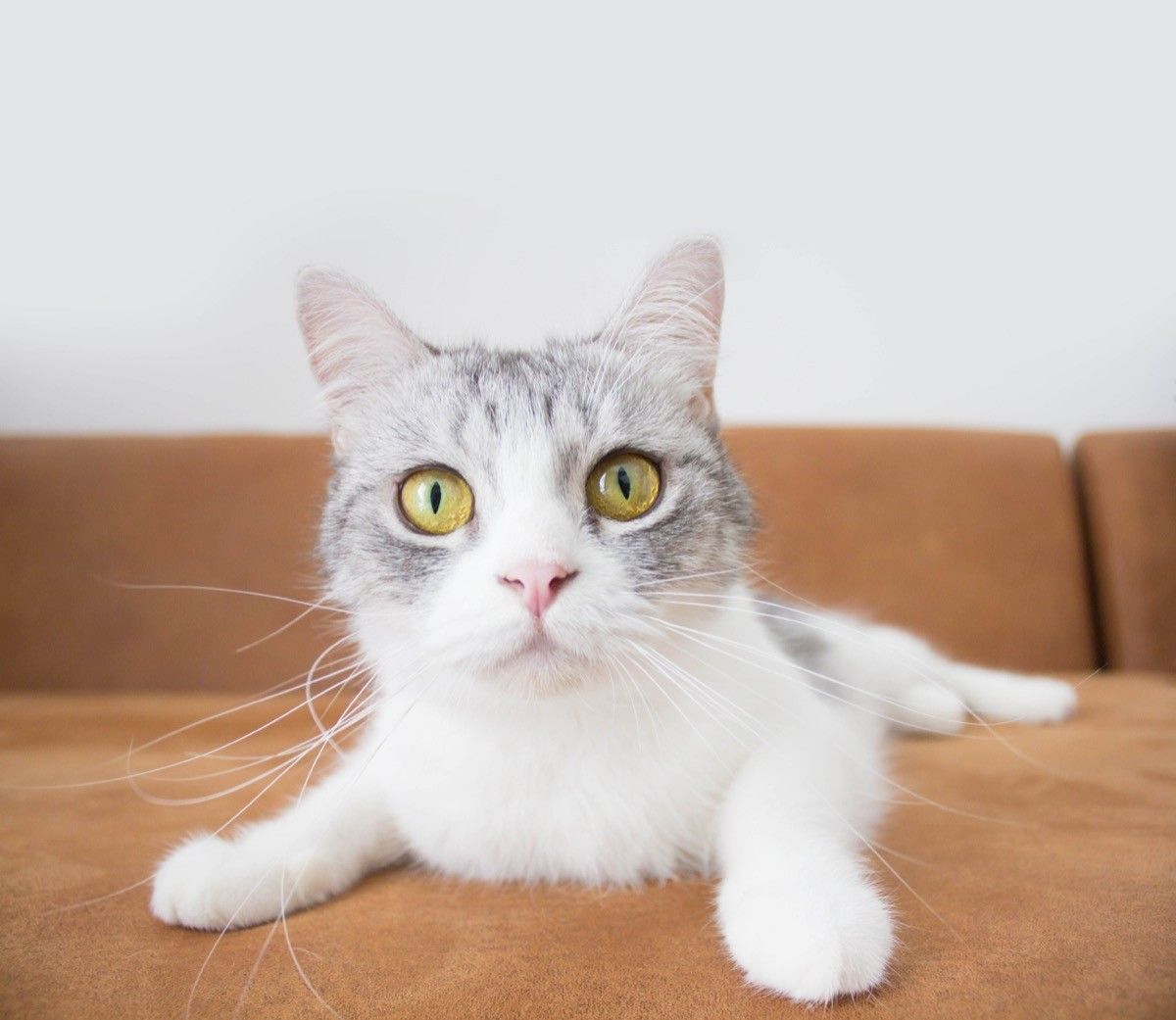 White and grey cat on couch