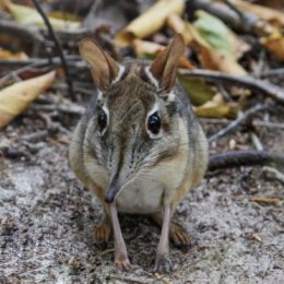 rhynchocyon stuhlmanni