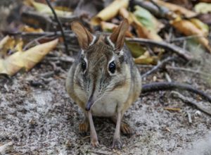 rhynchocyon stuhlmanni