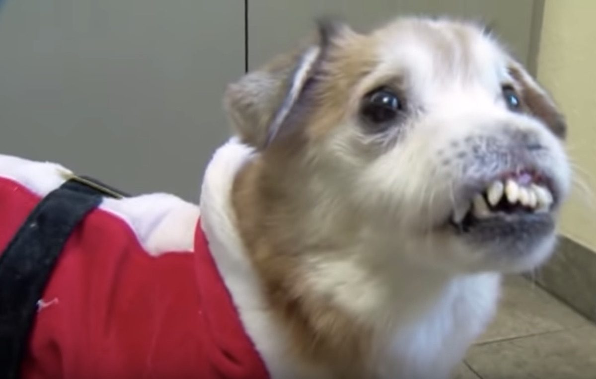 Video Of Dog With No Nose Melts Hearts Everywhere Goes Viral Best Life video-of-dog-with-no-nose-melts-hearts-everywhere-goes-viral-best-life
