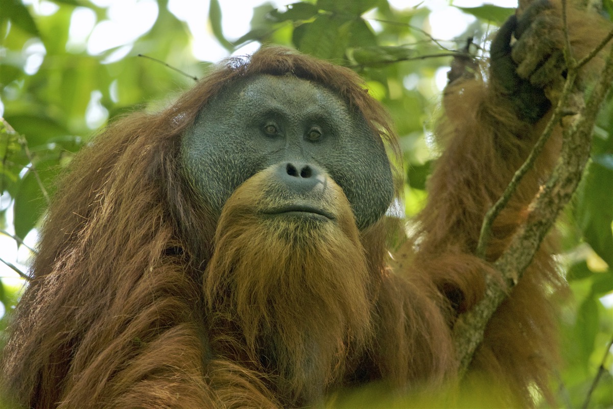Tapanuli orangutan cutest animals discovered in 2018