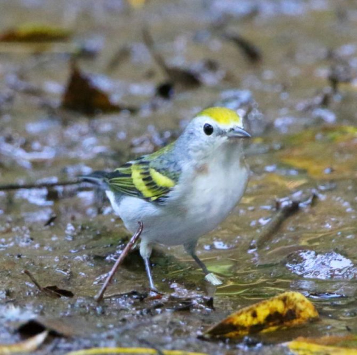 Three-species bird hybrid cutest animals discovered in 2018