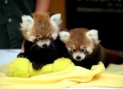 Twin red panda cubs Animal Stories 2018
